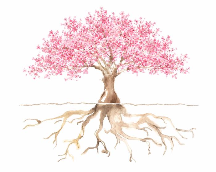 しっかり根を張った健やかで美しい満開の桜の木
